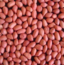 تصویر  Groundnut