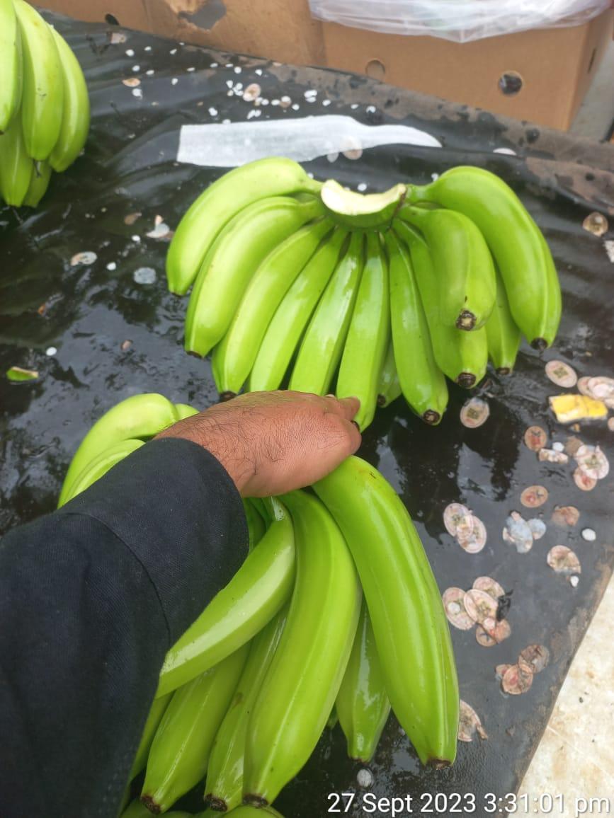 تصویر  G9 Cavendish Bananas