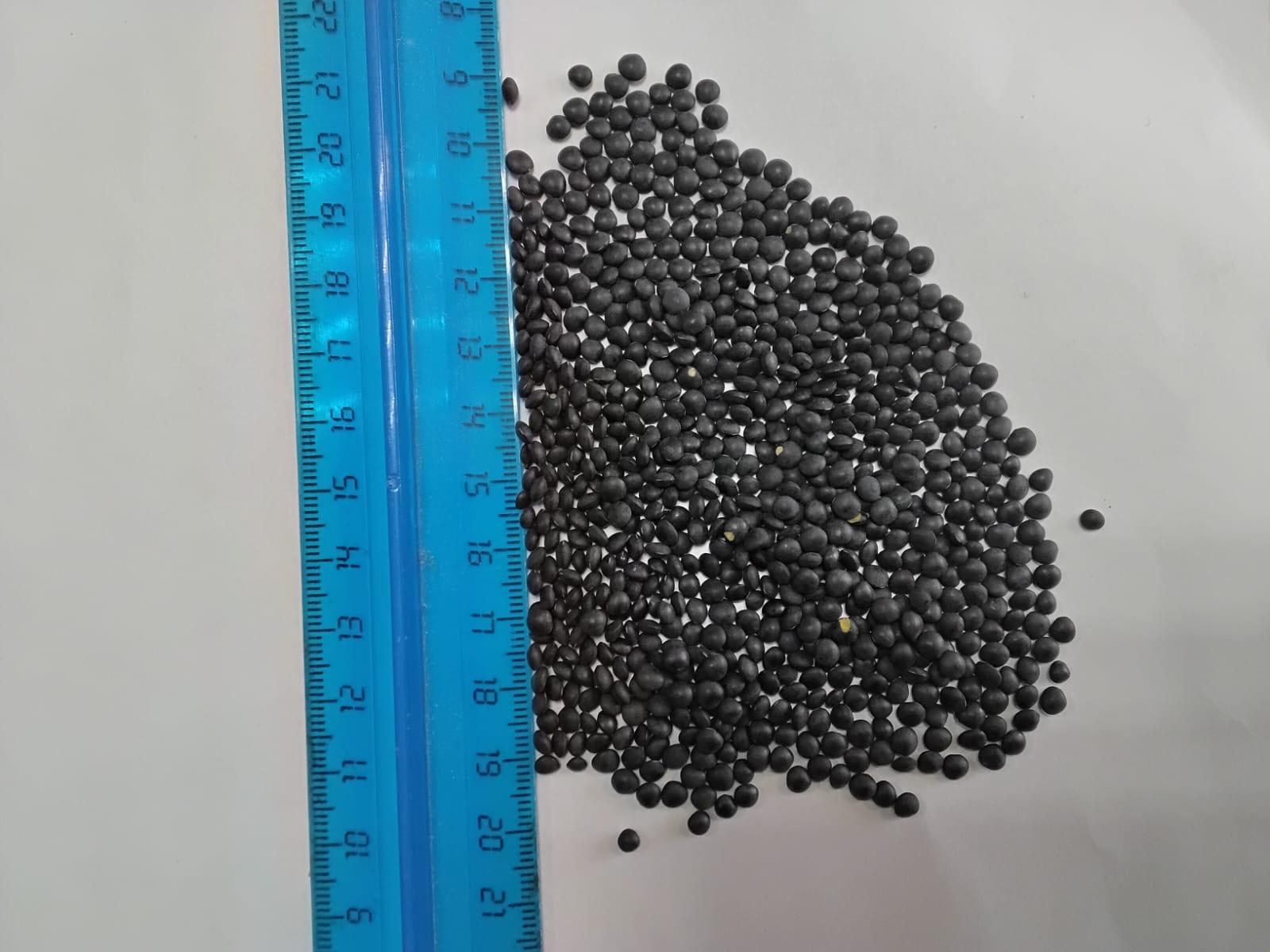 تصویر  black lentils